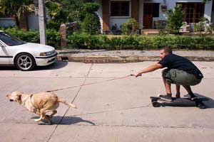 Allie dog pulling skateboarder Lota
